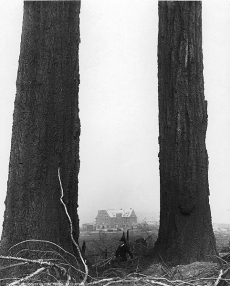 2 Douglas Firs left standing as the new city of Vancouver encroaches. Man in the middle points to the scale of these massive trees.